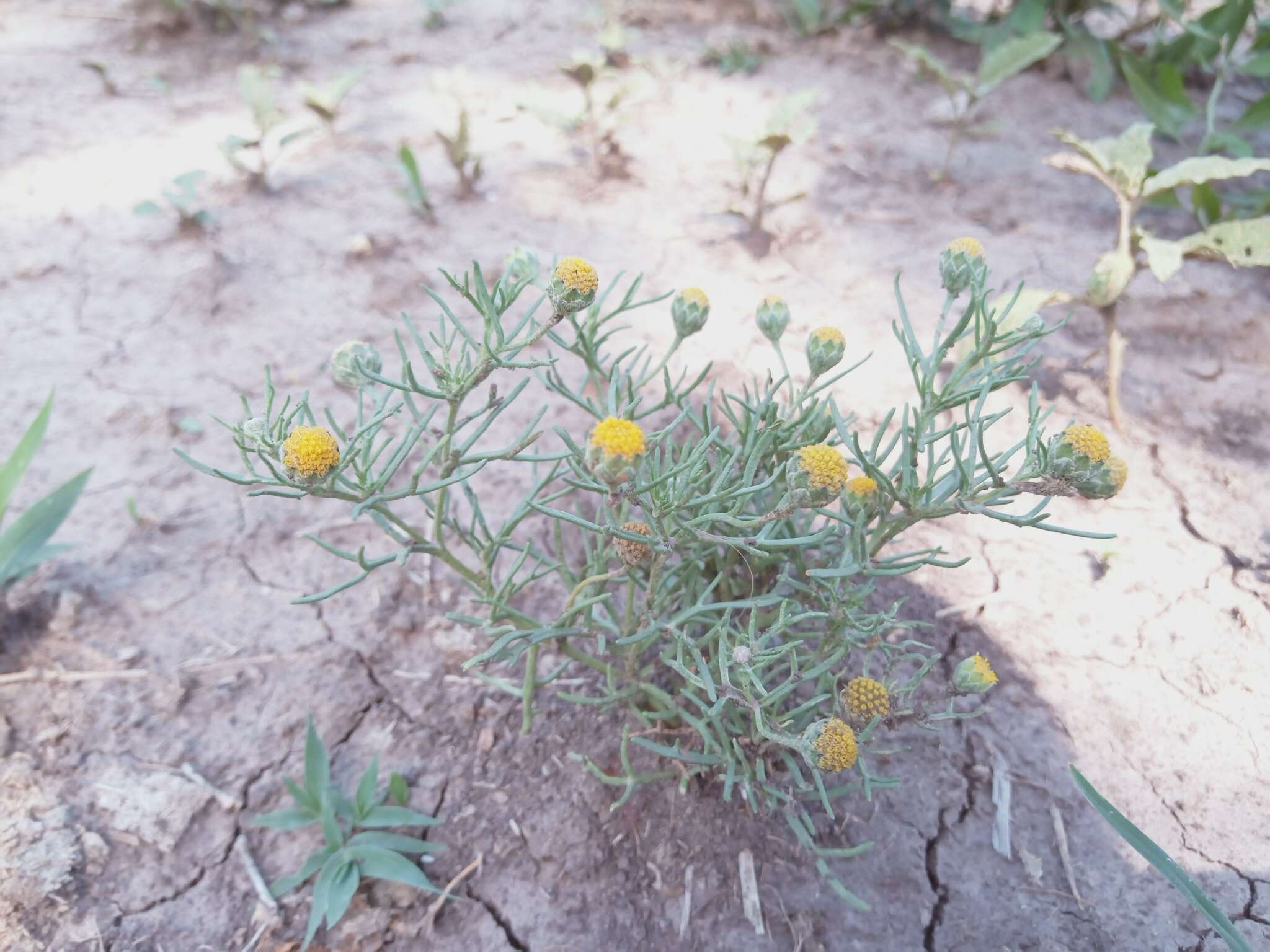 Imagem de Hymenoxys anthemoides (Juss.) Cass.