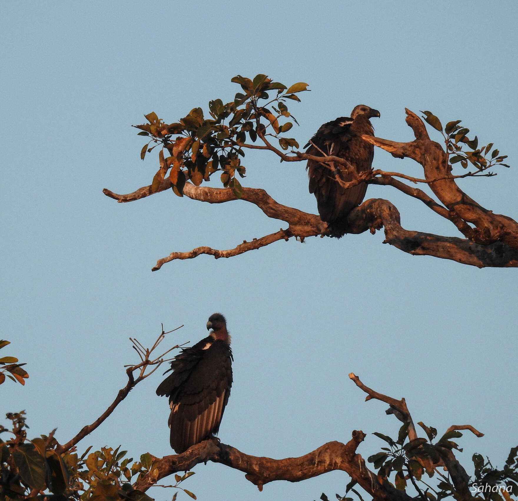 Image of Asian White-backed Vulture