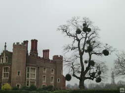 Image of European mistletoe