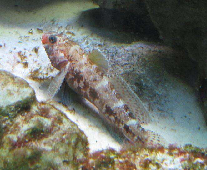 Image of Red-mouthed Goby