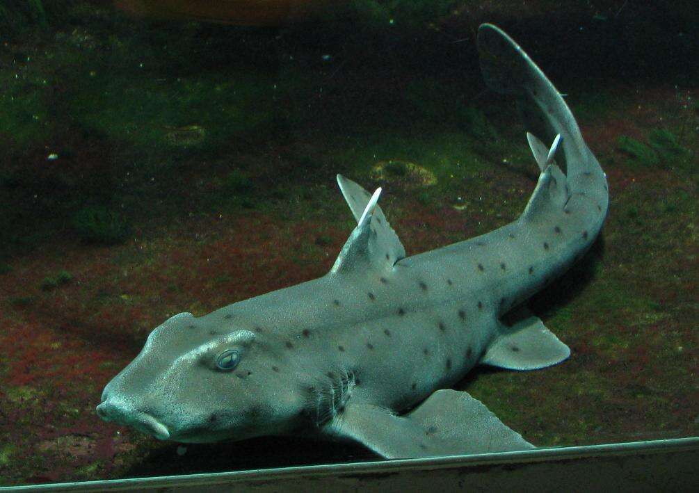 Image of bullhead sharks