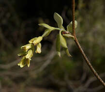 Image of Buttercup winter-hazel