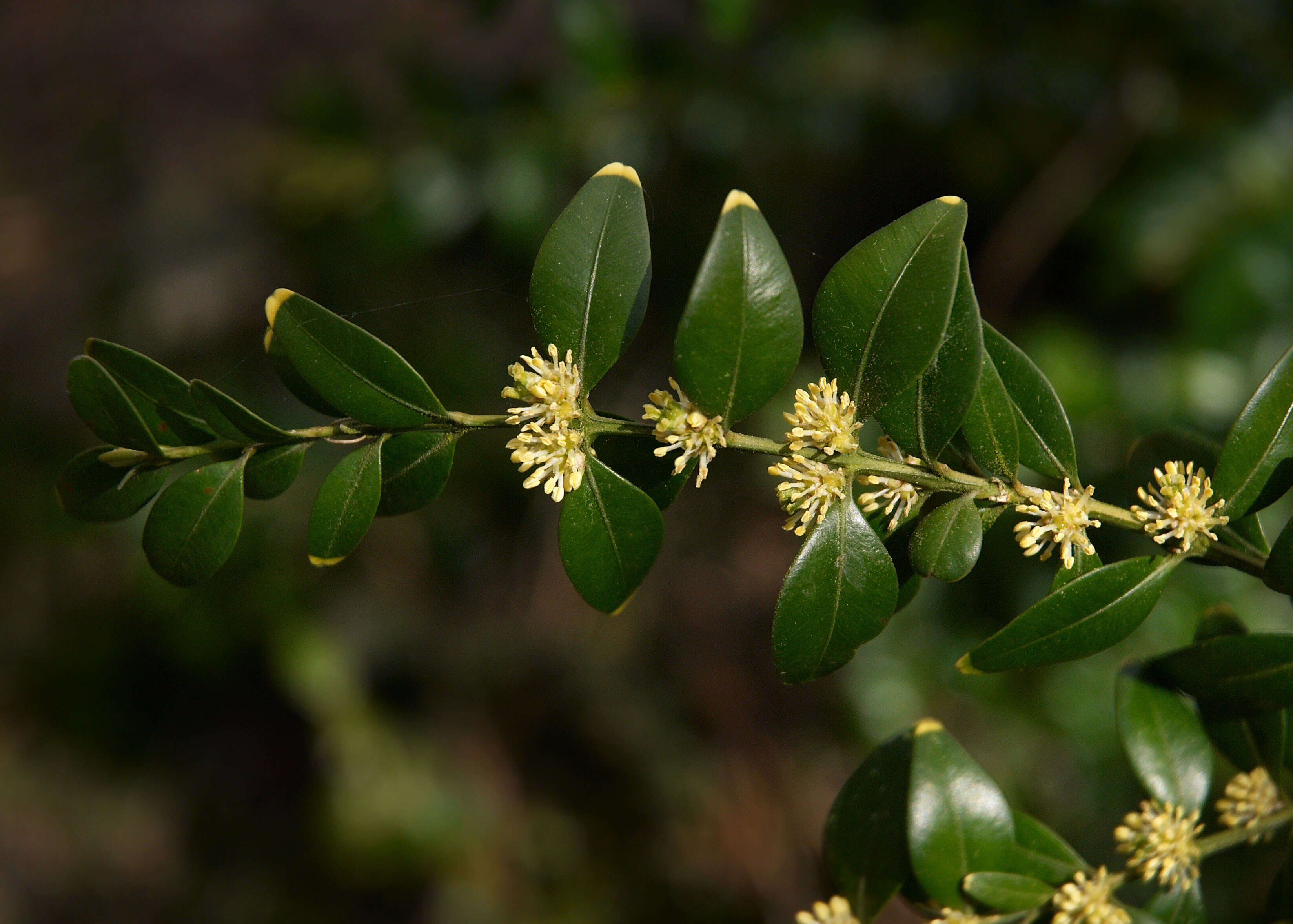 Image of Buxus sempervirens