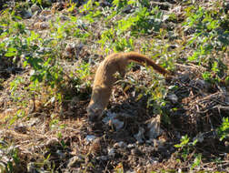 Image of Japanese Weasel