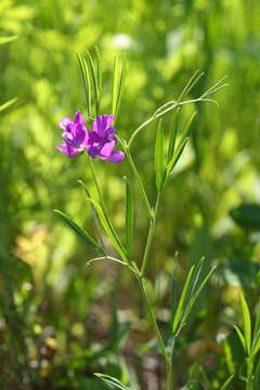 Слика од Lathyrus quinquenervius (Miq.) Litv.