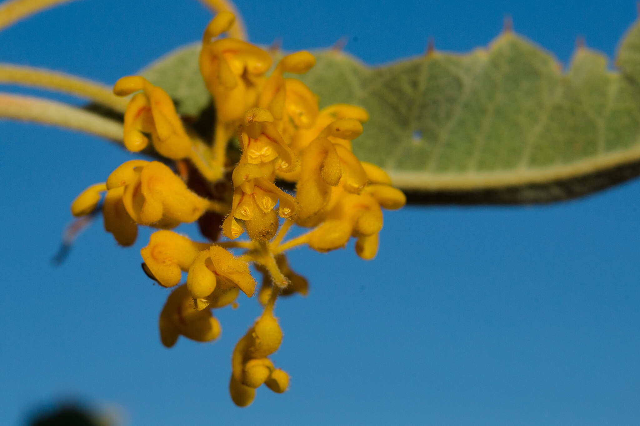 صورة Grevillea miniata W. V. Fitzg.