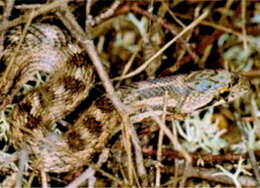 Image of Southern Smooth Snake