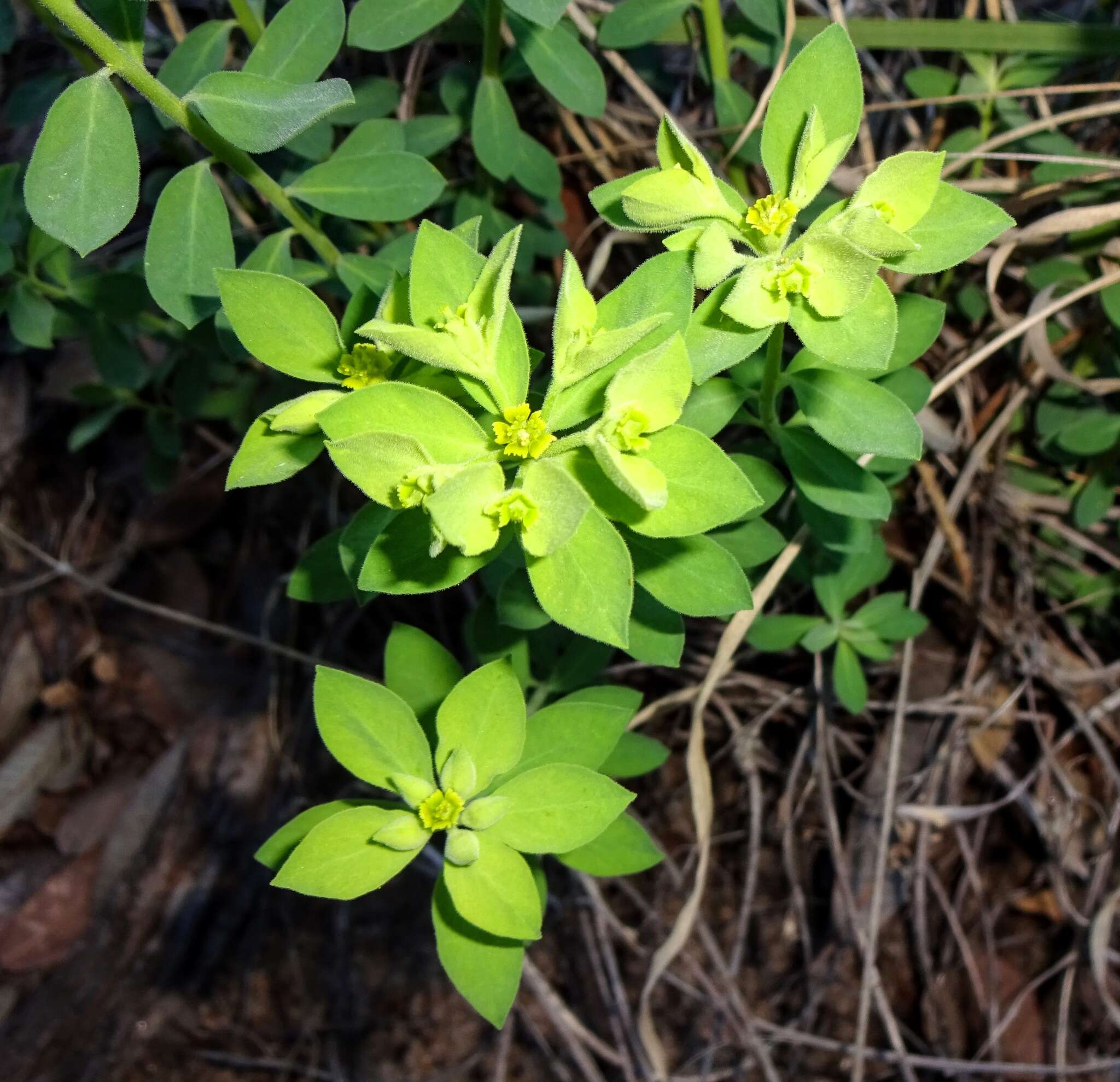 Euphorbia yaquiana Tidestr. resmi