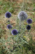 Image of Echinops chantavicus Trautv.