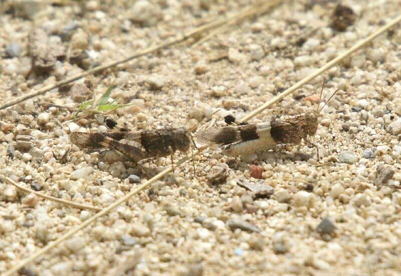 Image of blue-winged grasshopper