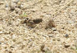 Image of blue-winged grasshopper