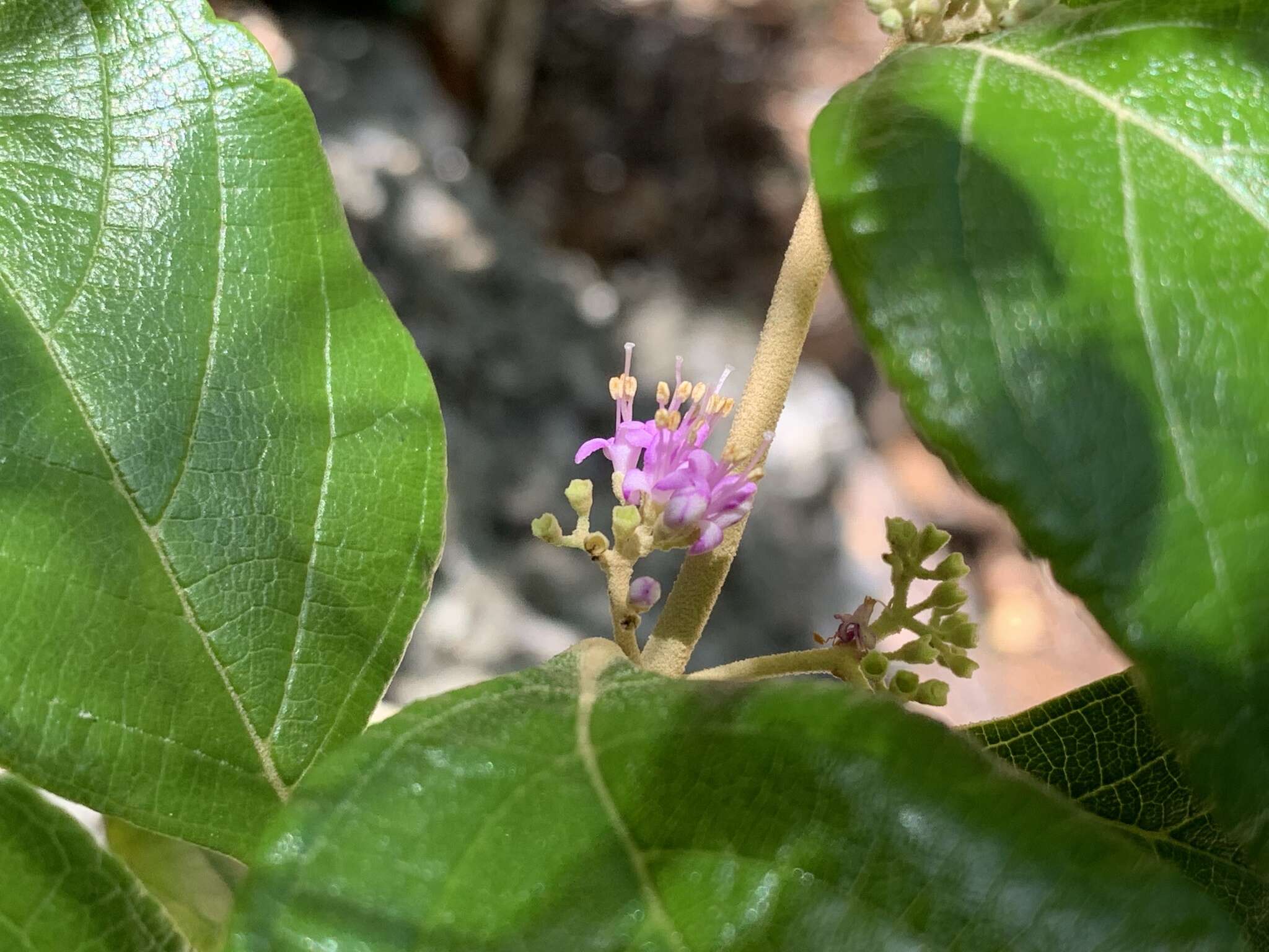 Image of Callicarpa candicans (Burm. fil.) Hochr.