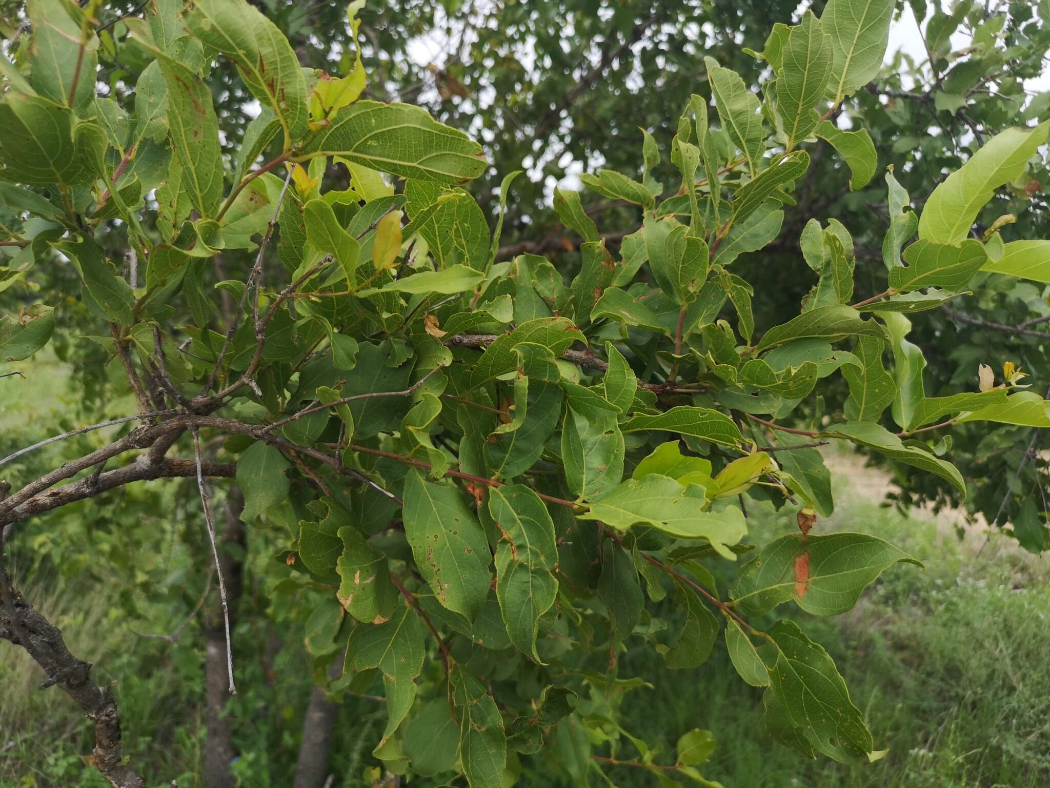 Image of Red bushwillow