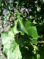 Image of Large Milkweed Bug