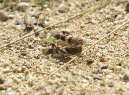 Image of blue-winged grasshopper