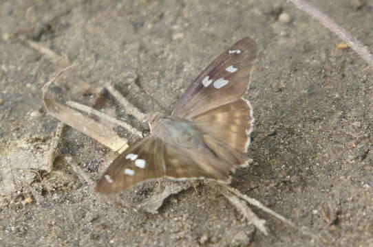 Image of Hammock Skipper