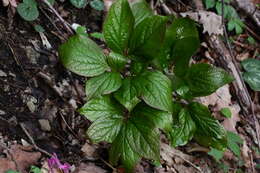 Image of Paeonia wittmanniana Hartw. ex Lindl.