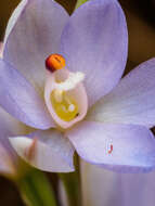 Image of Thelymitra silena D. L. Jones