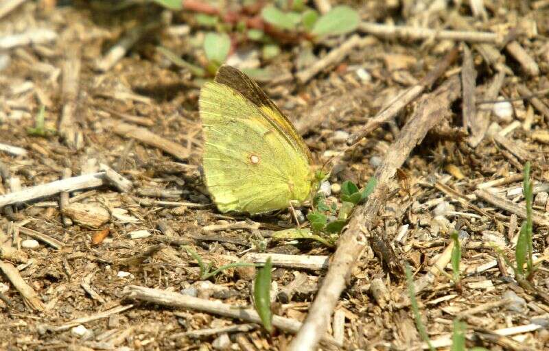 Image of clouded yellow