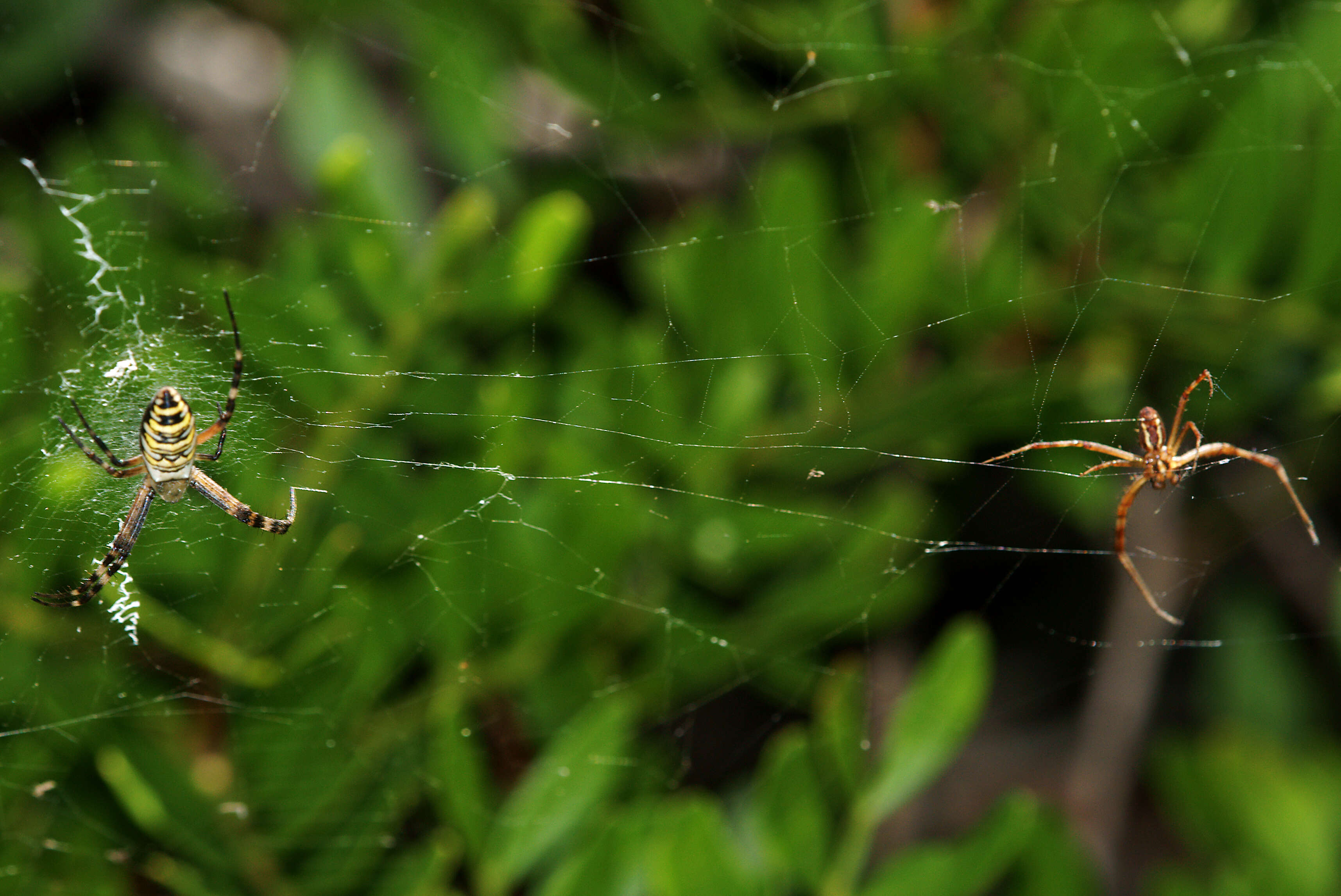 Image of Barbary Spider