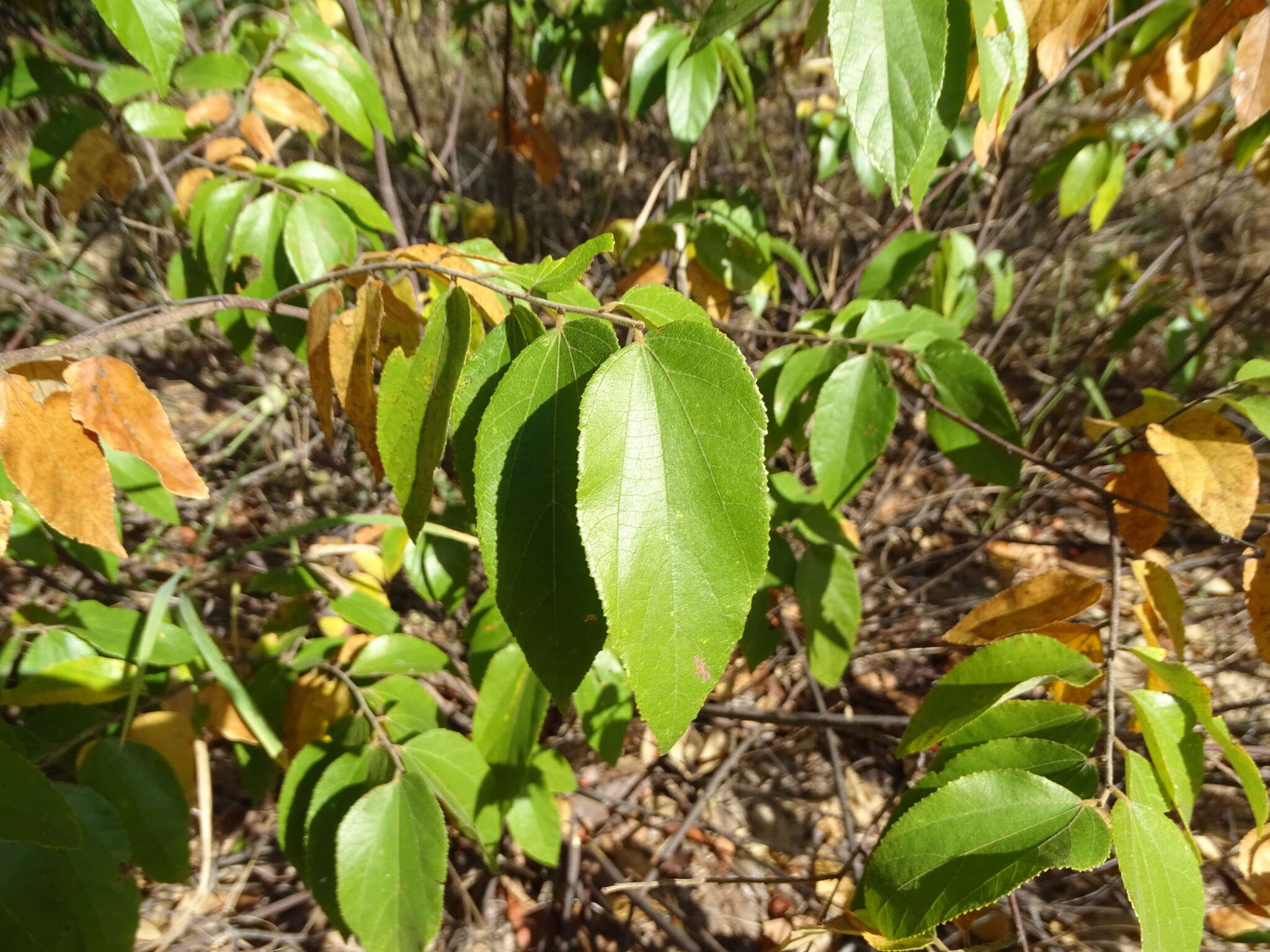 Image of Grewia falcistipula K. Schum.