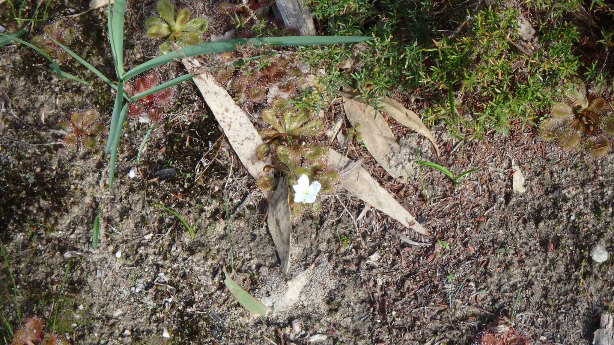 Image of Drosera whittakeri Planch.