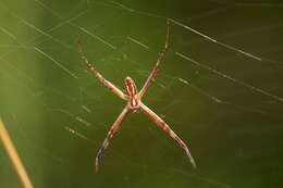 Image of Barbary Spider