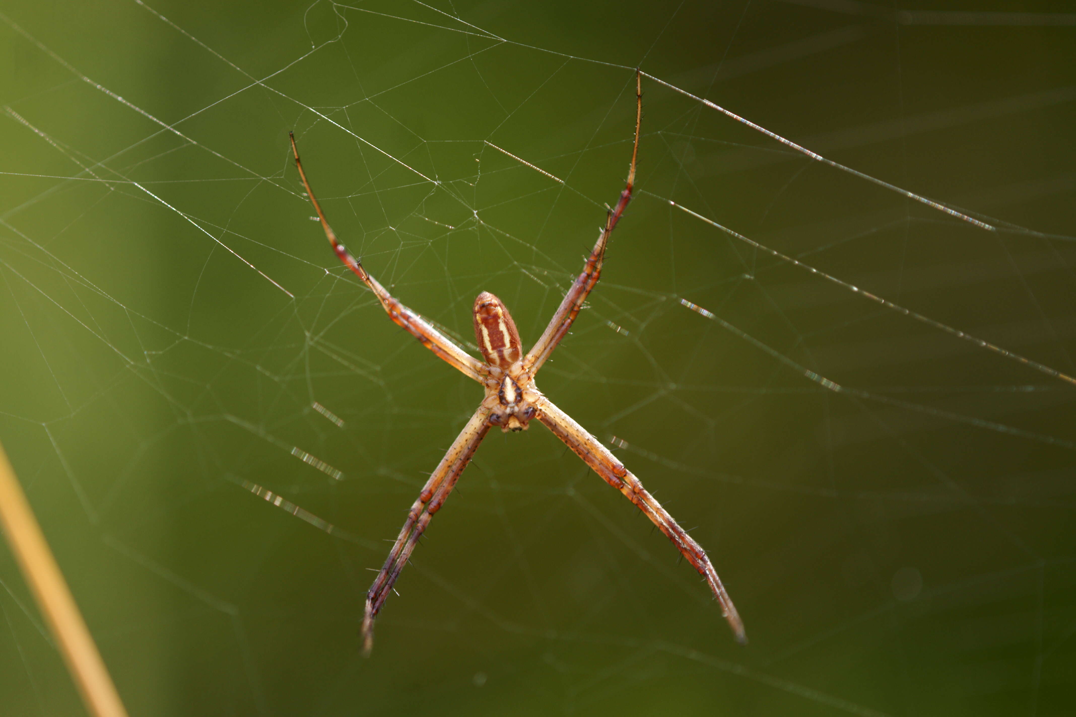 Image of Barbary Spider