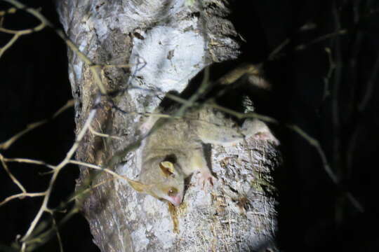 Image of Gray Mouse Lemur