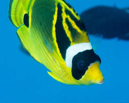 Image of Halfmoon Butterflyfish