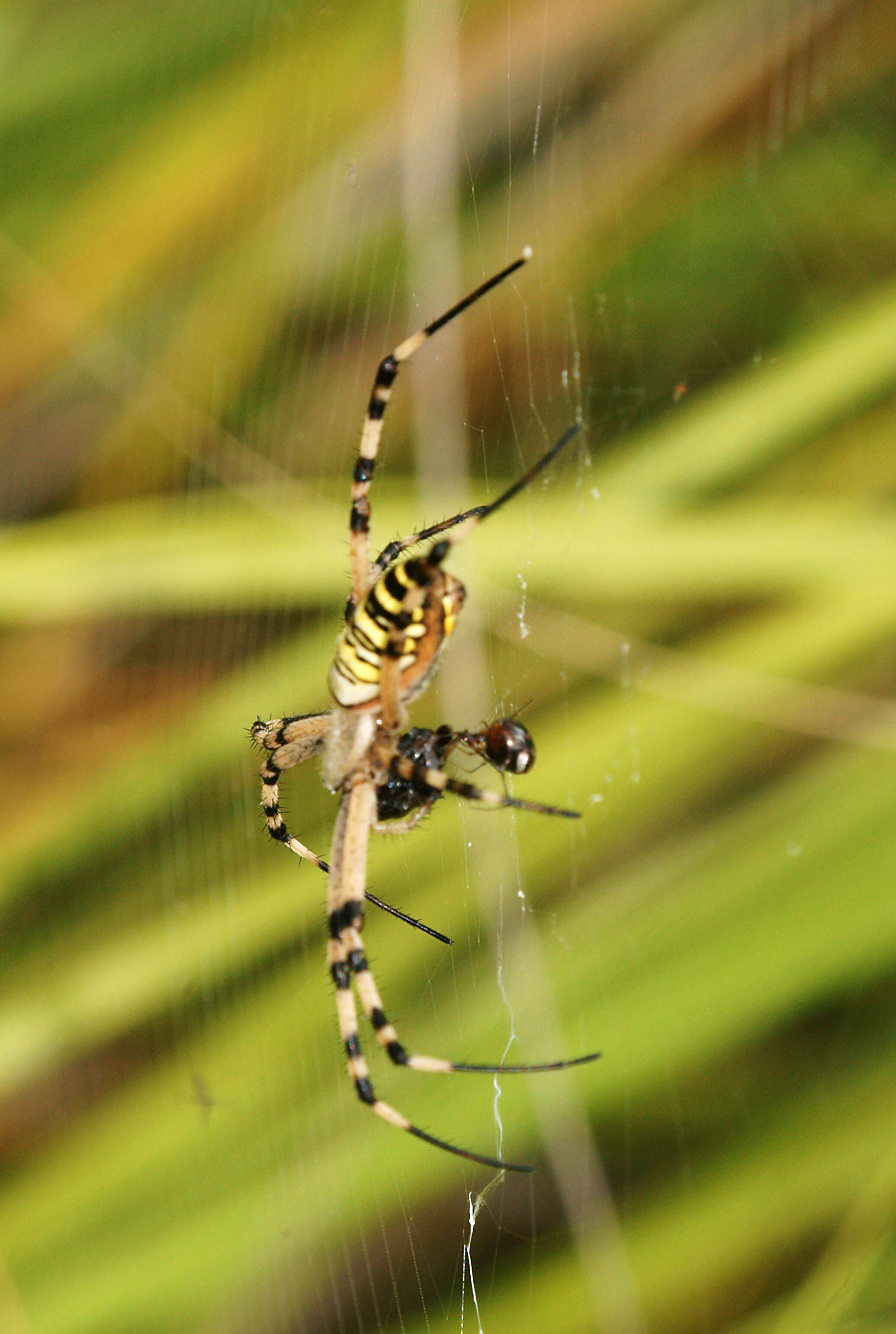 Image of Barbary Spider