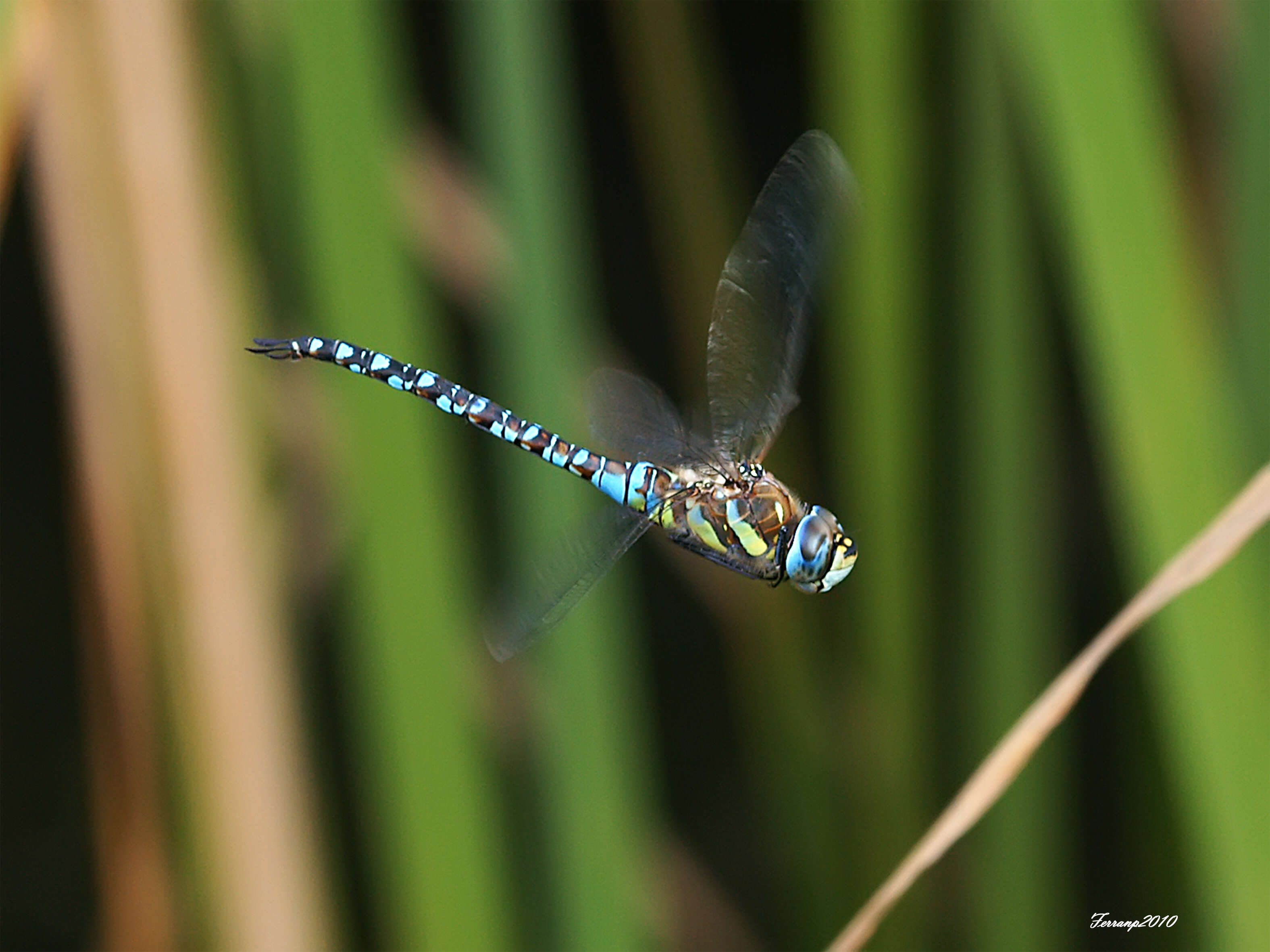 Image of Migrant Hawker