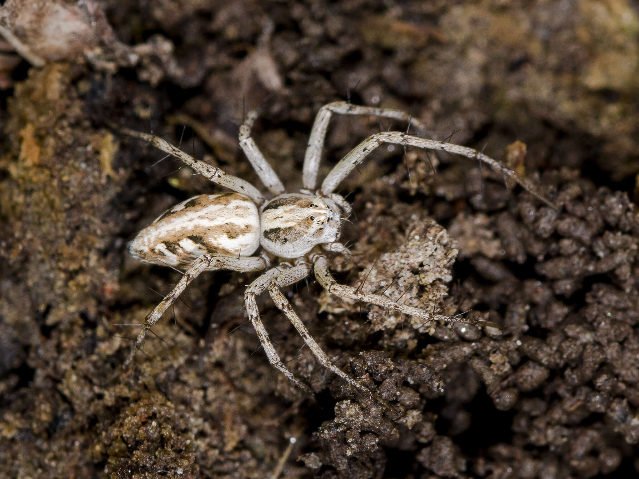 Image of Oxyopes globifer Simon 1876