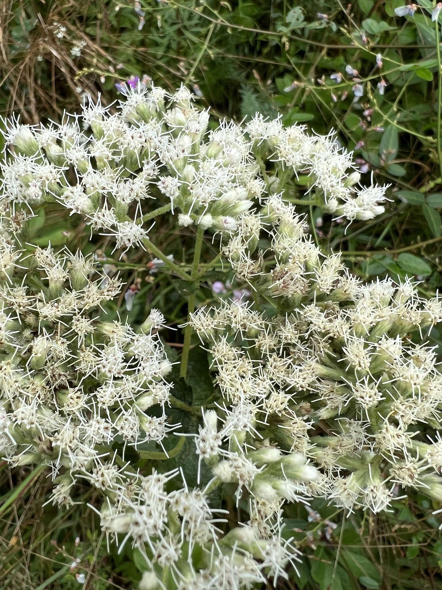 Eupatorium cordigerum (Fern.) Fern.的圖片