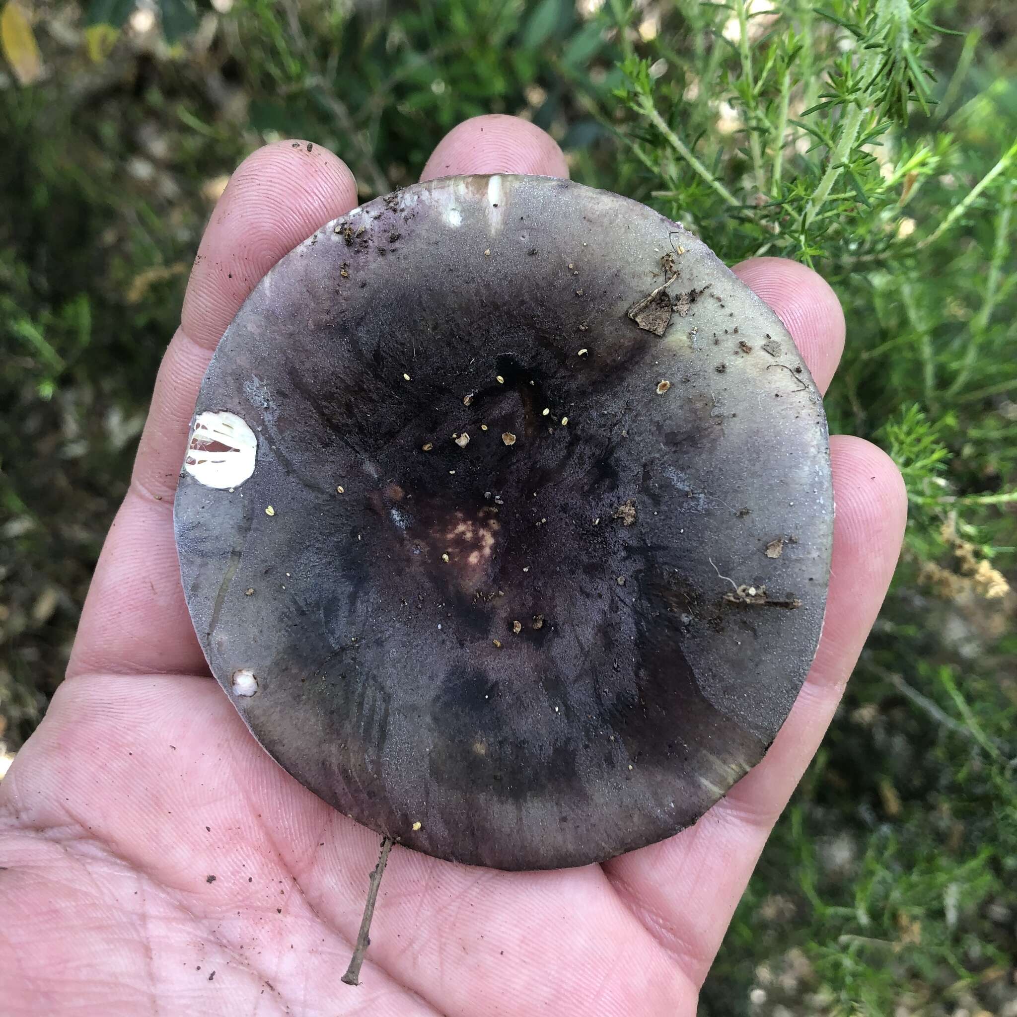 Image of Russula amoenicolor Romagn. 1962