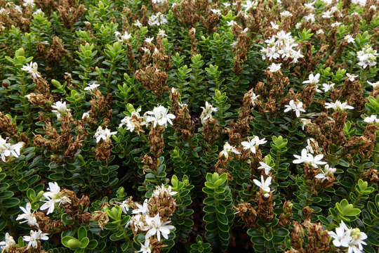 Image of Speedwell