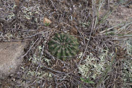 Image de Echinopsis tiegeliana (Wessner) D. R. Hunt