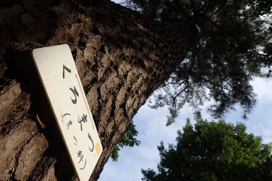 Image of Japanese Black Pine