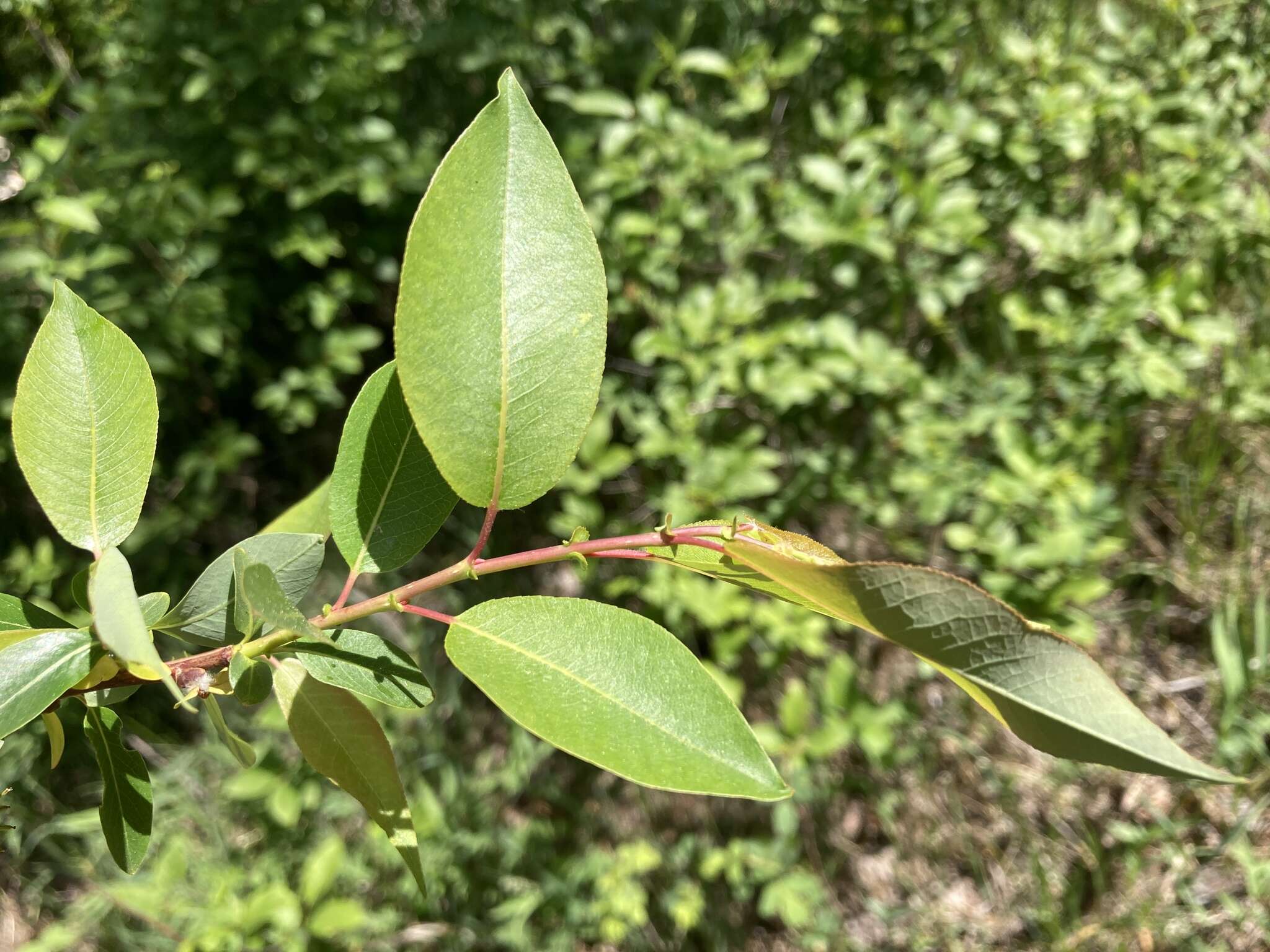 Imagem de Salix prolixa Anderss.