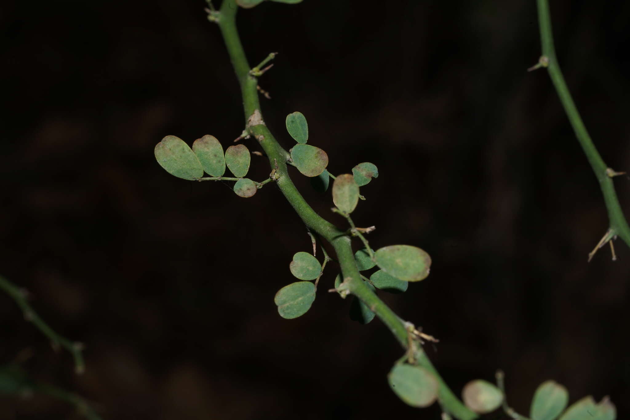 Image of Texas paloverde