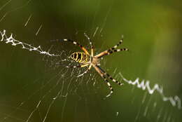 Image of Barbary Spider