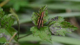 Megaulacobothrus aethalinus (Zubovski 1899) resmi