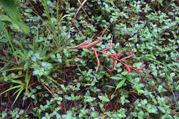 Image of Tillandsia standleyi L. B. Sm.