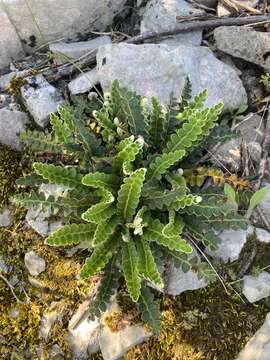 Image of Asplenium ceterach subsp. ceterach