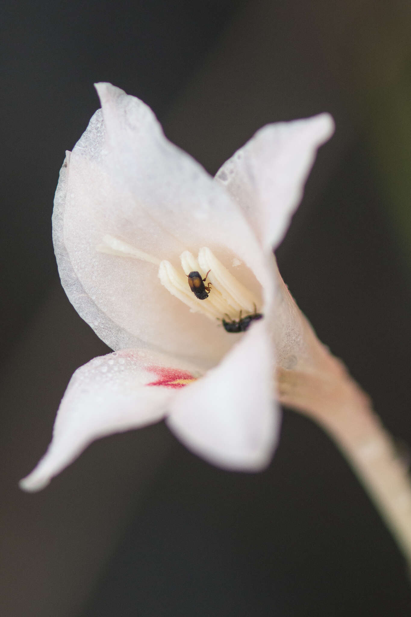 Gladiolus monticola Goldblatt & J. C. Manning resmi