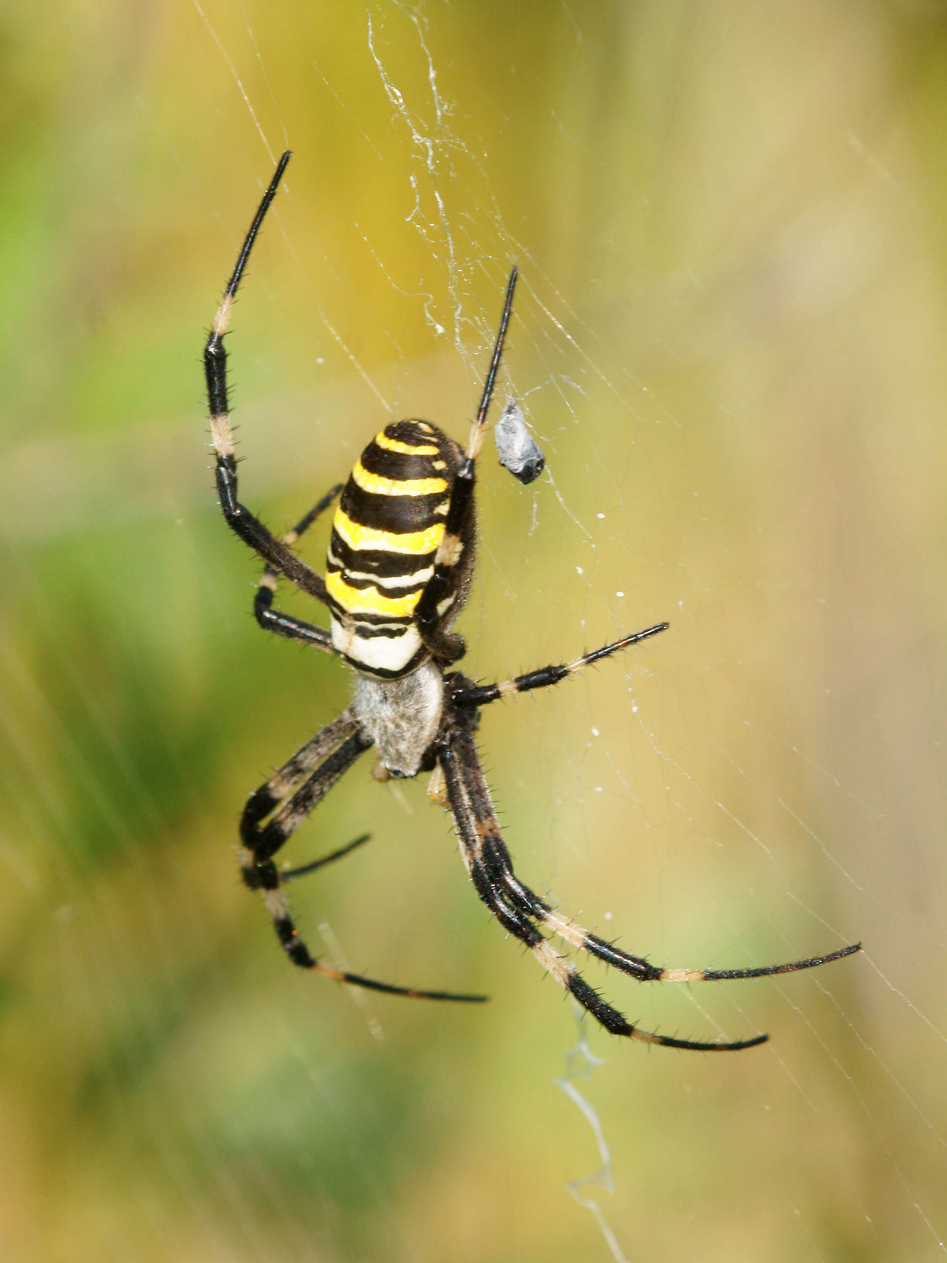 Image of Barbary Spider