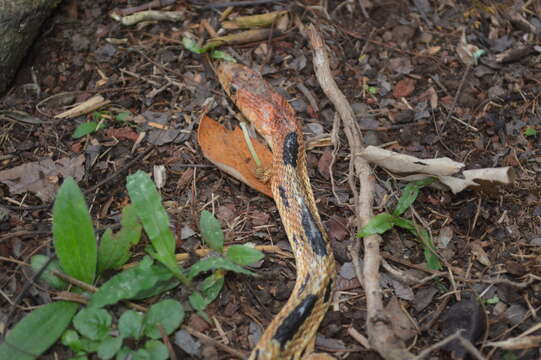 Image of Mexican Bullsnake