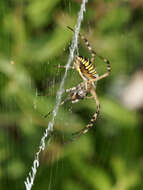 Image of Barbary Spider