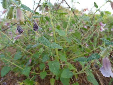 Image of false sesame