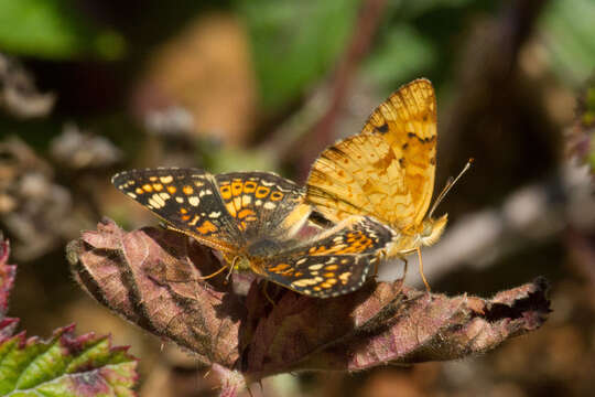 Image of Pearl Crescent